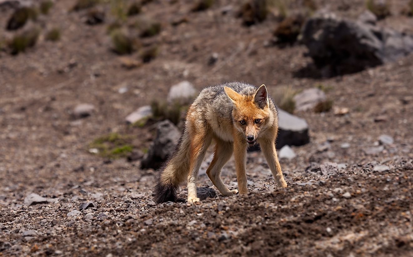 An Andean Fox, Ecuador. 