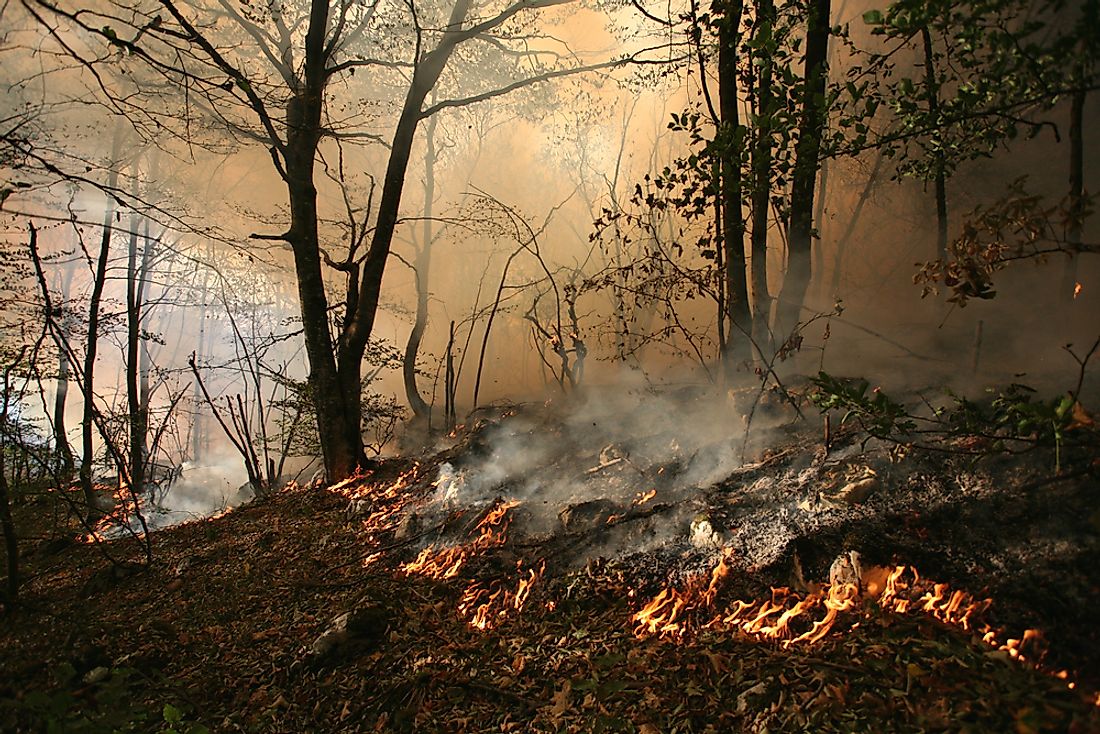 Surface fires consume twigs, leaves, and other litter on the earth's surface.