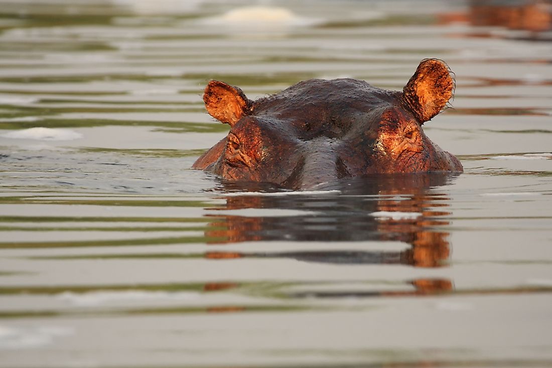A hippo in the Nile River. 
