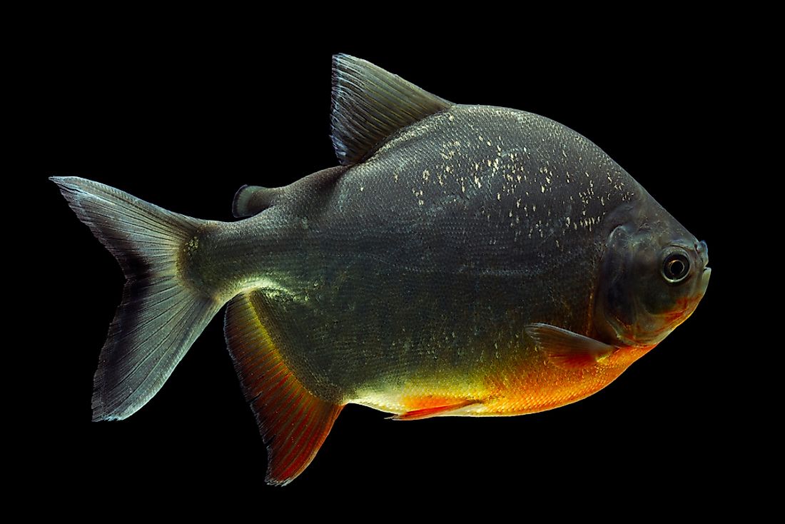 A pacu fish.
