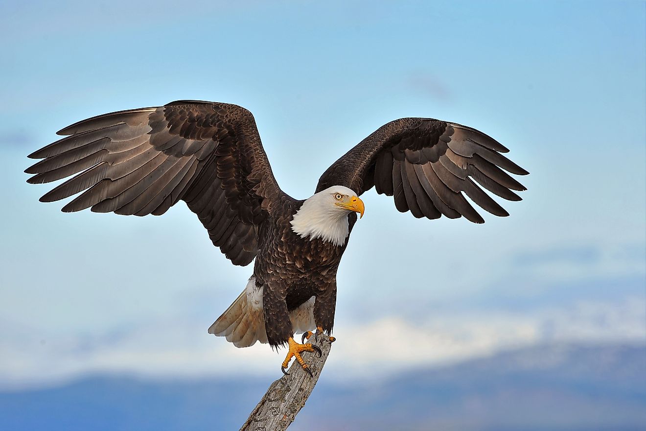 American bald eagle with wings spread and perched on branch against background of Alaskan Kenai region shoreline along Cook Inlet. Image credit: FloridaStock/Shutterstock.com