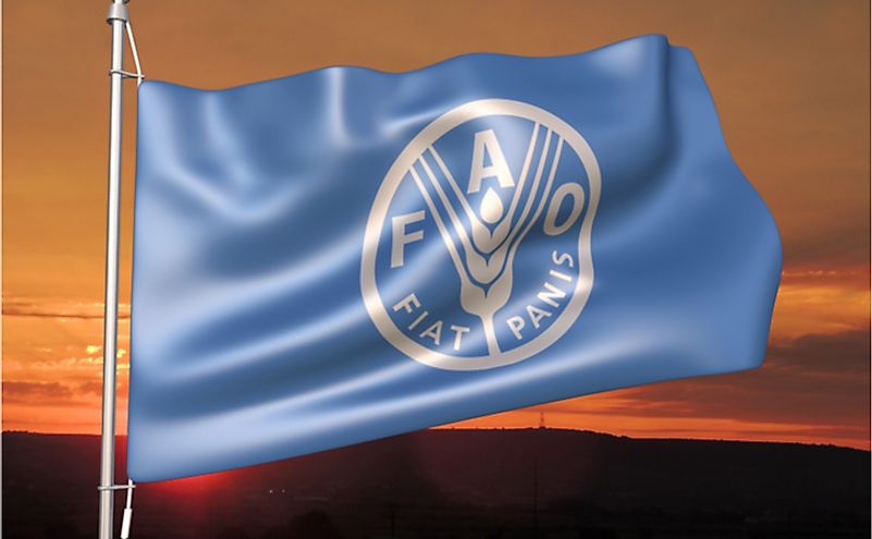 Food and Agriculture Organization (FAO) flag waving against sunset sky.