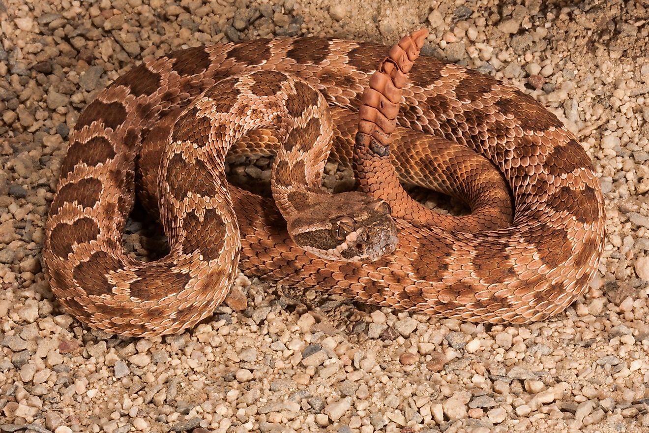 Grand Canyon Rattlesnake. Image credit: K Hanley CHDPhoto/Shutterstock.com