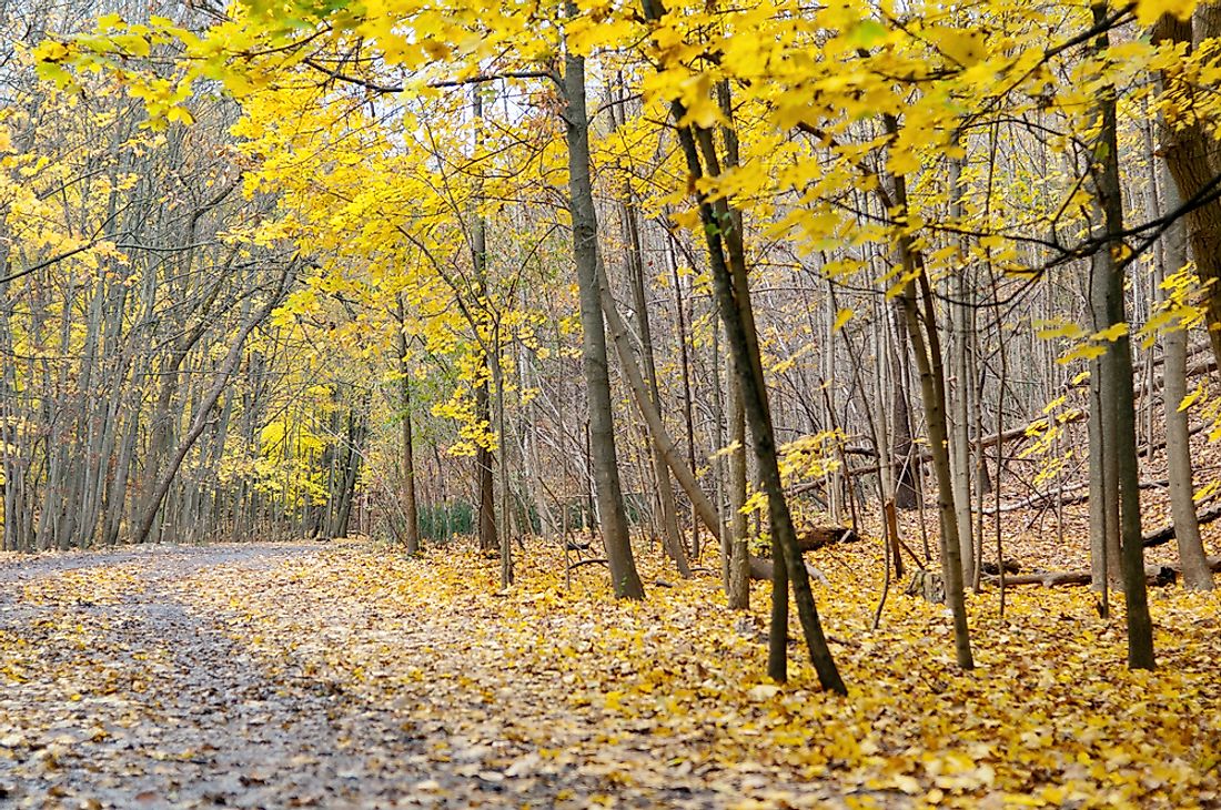 Toronto ravines are home to picturesque hiking trails. 