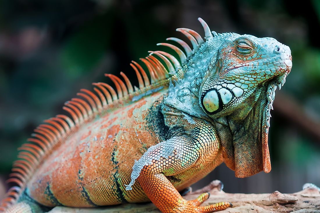 The green iguana is a member of the Infraorder Iguania species. 