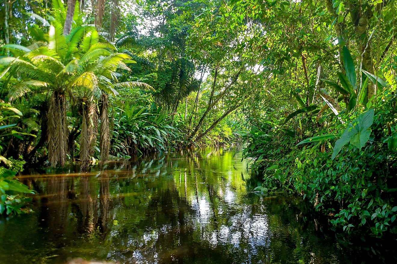 The Amazon rainforest is the world's largest tropical rainforest.