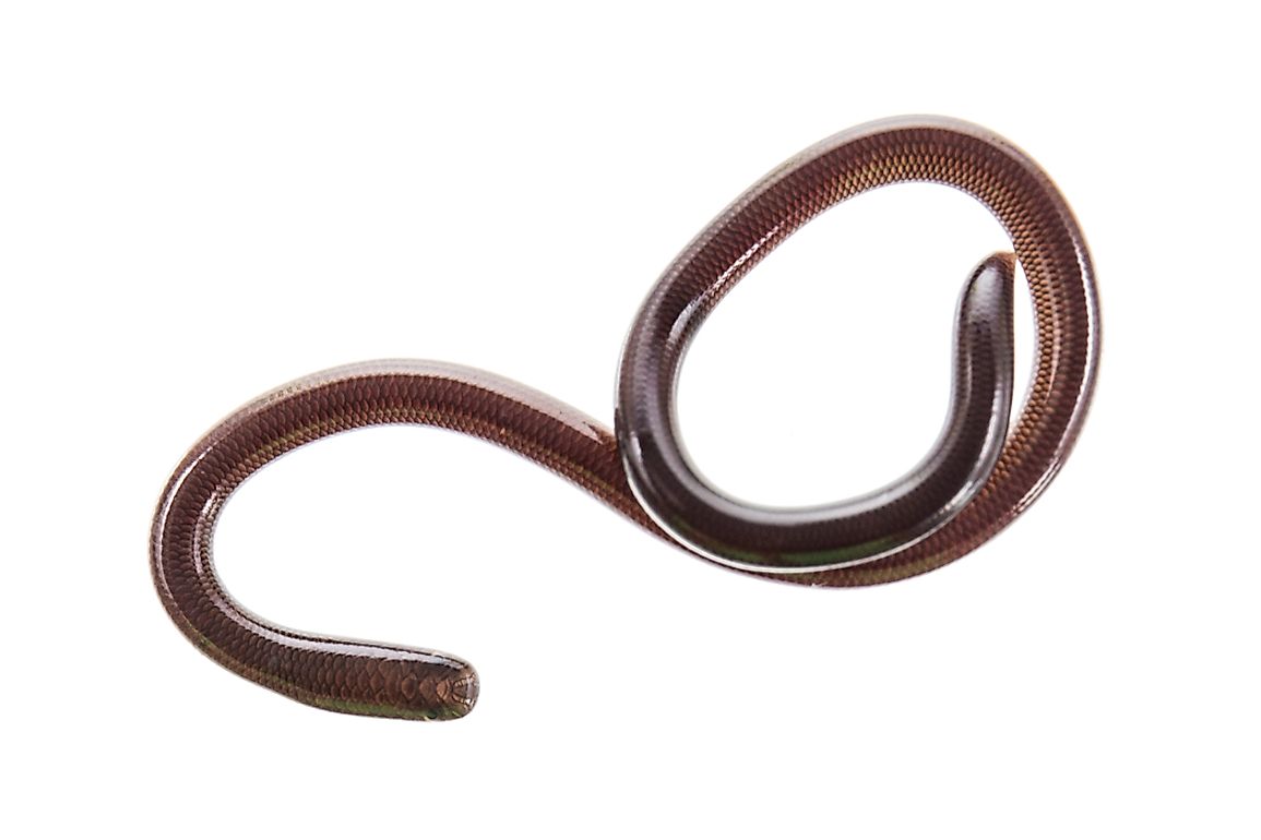 Threadsnakes are also known as slender blind snakes.