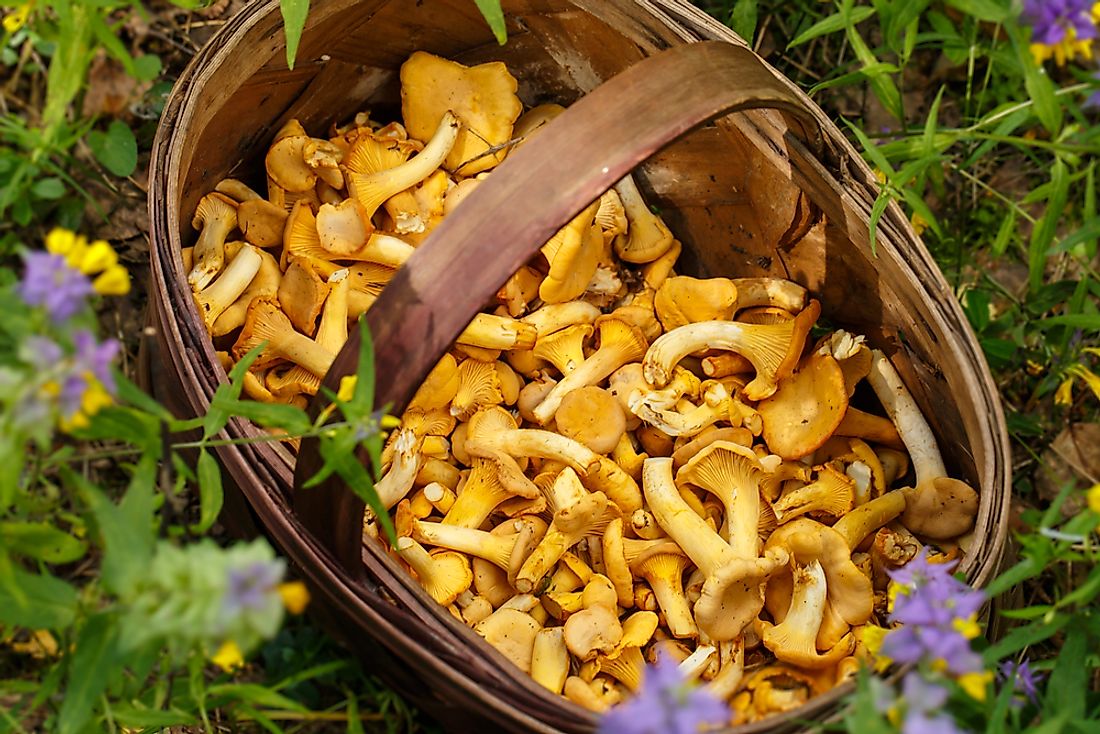 Chanterelles are the most famously consumed wild mushroom species.