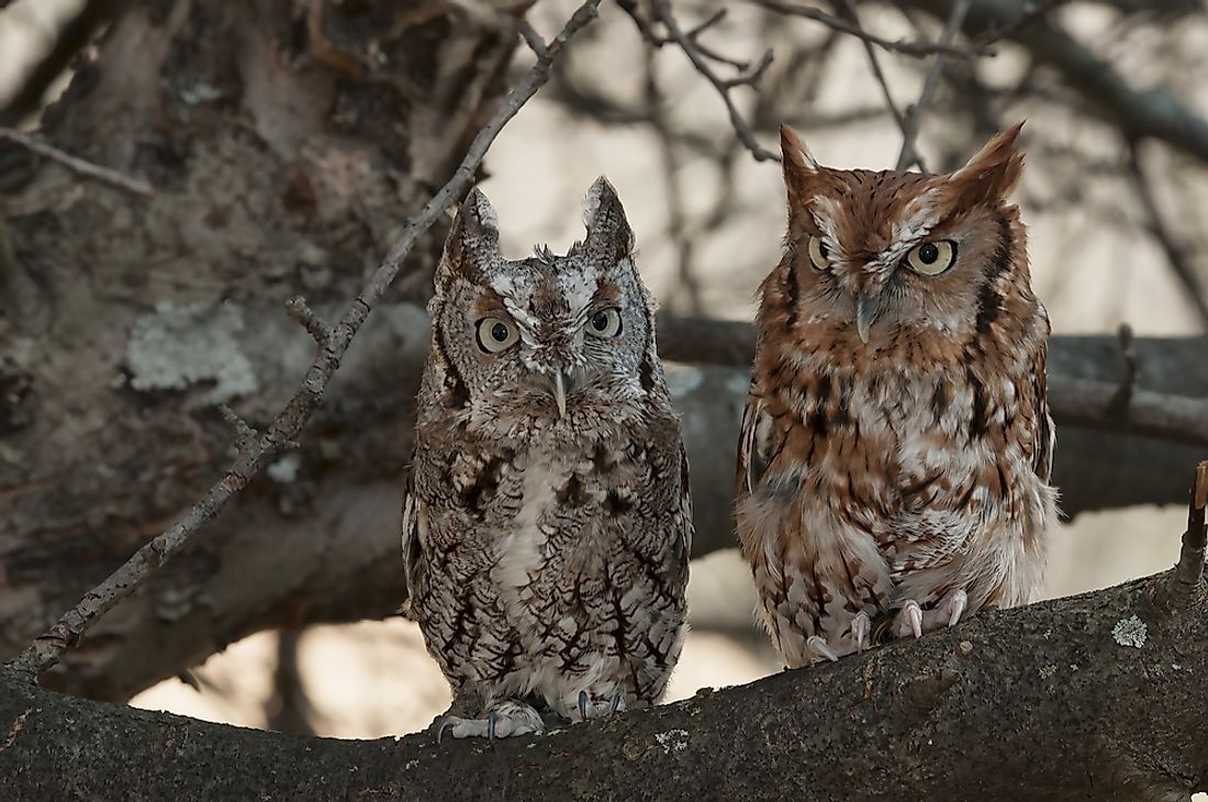 A pair of grey and rust colored eastern screech owls perched in a tree.