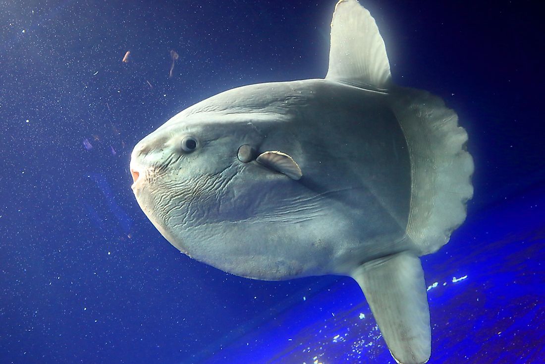 A close-up of an ocean sunfish. 
