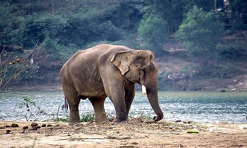 Indian wildlife is wide and varied and the elephant is one of the most revered animals of the Indian forests.