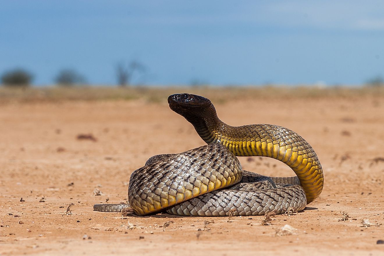 Inland Taipan in strike position. It is regarded as the world's most venomous snake and is endemic to Australia. Image credit: Ken Griffiths/Shutterstock.com