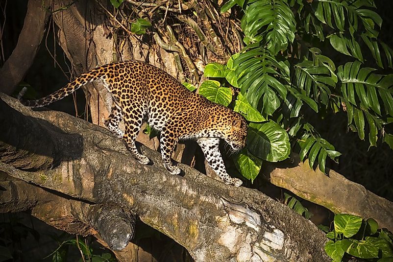 A Javan Leopard in the wild.