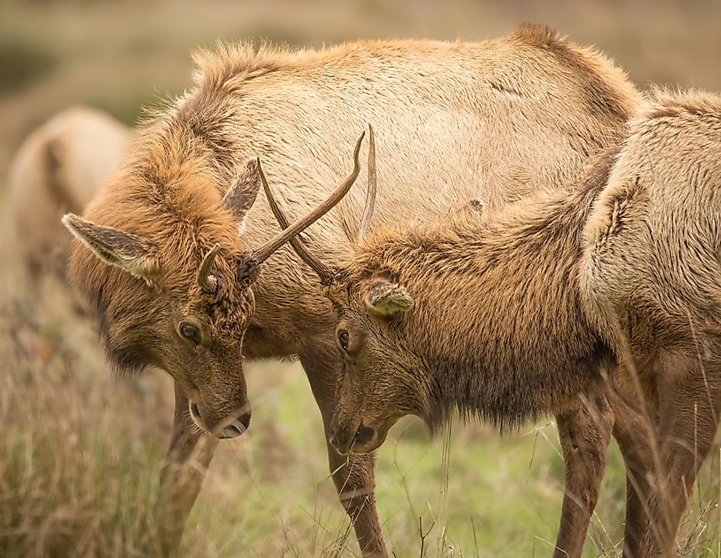 Two juvenile male Elk in California. Most wild Elk in North America today are to be found living in the Western U.S.
