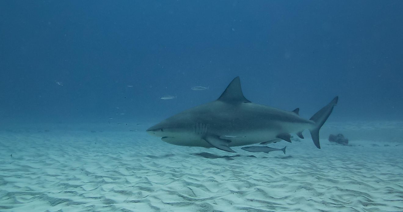 Female pregnant bull shark finding calm waters to give birth credit: Stefano Barzellotti / Shutterstock.com
