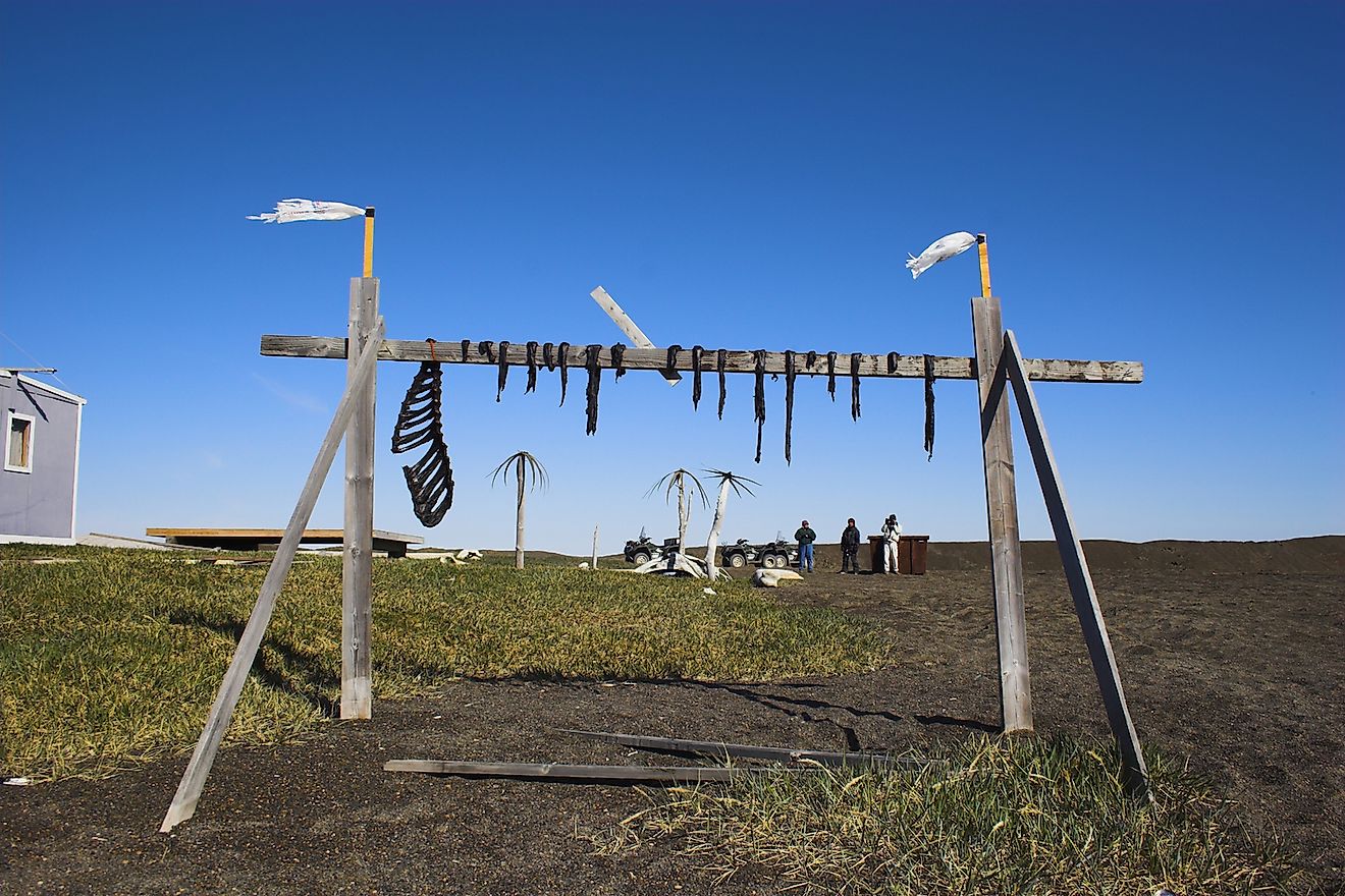 Traditional inuit food - reindeer jerky on wooden rack drying at the shore of an Arctic Ocean. Image credit: George Burba/Shutterstock.com