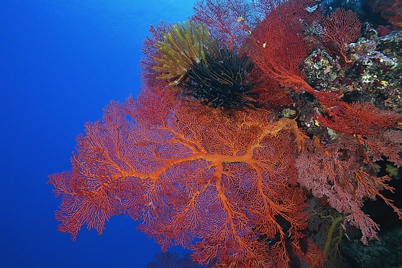 A coral reef in New Caledonia's Natural Park of the Coral Sea, the largest protected area on earth.