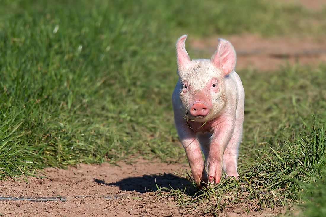 A pig is seen in a cage-free environment. 