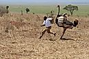 Ostrich Facts: Animals of Africa