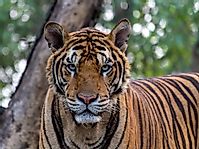 India's 50 Tiger Reserves: Home To The World's Biggest Tiger Population
