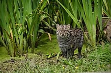 Meet The Secretive Fishing Cats Of Colombo, Sri Lanka, And The Conservationist Committed To Save Them