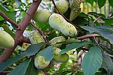 What Is a Pawpaw Tree?