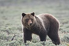 Grizzly Bears in Yellowstone No Longer Listed as Endangered