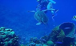 Belize Barrier Reef Reserve - Endangered UNESCO World Heritage Site