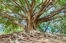 Where Is The Largest Banyan Tree In The World?