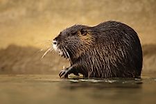 What the Return of the Nutria Means for California