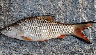 Native Fish Of Malaysia