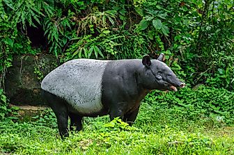 The Five Species Of Tapirs Living In The World Today