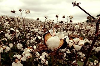 What Is A Cash Crop?