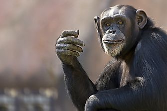 Population And Distribution Of Chimpanzees: Important Facts And Figures