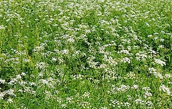 10 Poisonous Plants Found in the United States