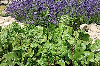 What is Intercropping?