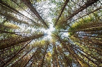 What Is the Tragedy of the Commons?