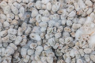 Countries Who Produce the Most Cottonseed
