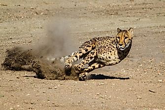 Cheetah Population Worldwide: Important Facts And Figures
