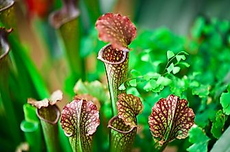 What is a Carnivorous Plant?