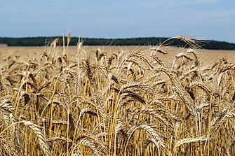Top Triticale Producing Countries in the World
