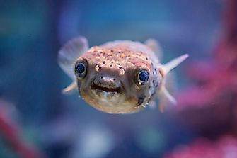 10 Animals Who Are Surprisingly Cute