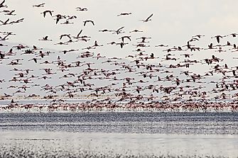 The Poisonous Lake of Tanzania