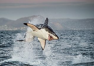 Shark Attacks By Country