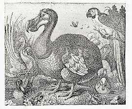 How Did the Dodo Bird Go Extinct?