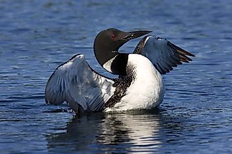 The Five Living Species Of Loons