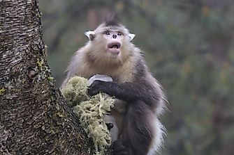 Tonkin Snub-Nosed Monkey - Animals of the World