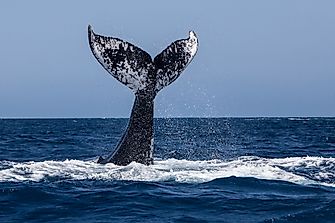 5 Best Places to Go Whale Watching in Canada This Summer