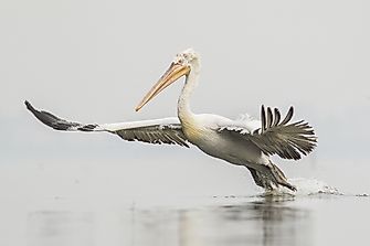 The Eight Extant Species Of Pelicans