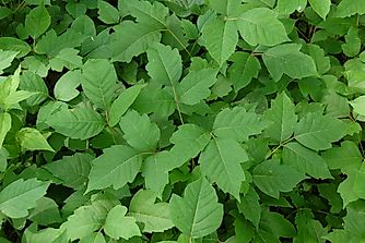 10 Poisonous Plants Found in Canada